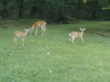 Picture 042.jpg