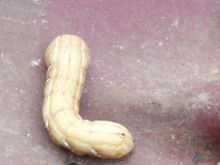 Yard 2008 foreign slug 003.jpg