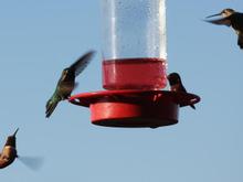IMG_0024 081216 hummers.JPG