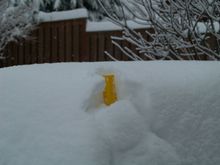 Over 12" and still snowing.