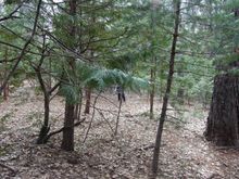 My second shot on #15.  Came up short of the fairway turn.