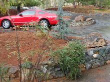 New Blue Fern tree put where the HUGE pines used to be (much
