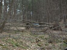 dam_and_tree 146.jpg