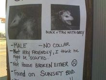 cat-possum-found.jpg