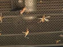 bugs2.jpg