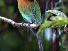Costa Rica 2009 1199.jpg
