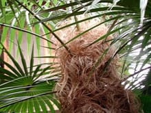 hairy palm.jpg