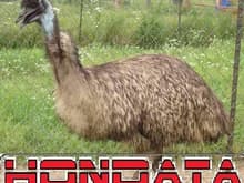 Hondata EMU