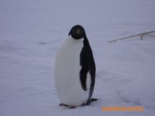 an Adelie penguin up close