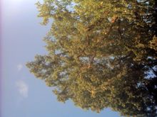 tree1.JPG