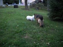 bear herding koko.jpg
