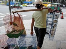 IMG_3575 mobile pet store.JPG