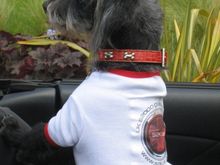 Pets in the S