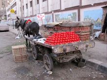558 Tomatos.JPG