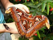 mothra