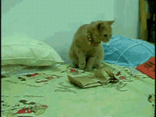 surprise Cat