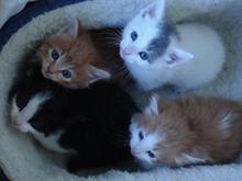 kitten.JPG