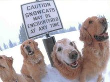 snowcats smaller.jpg