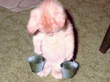 kitty working.jpg