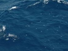 10-Flyingfish951.JPG