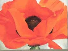 Poppy.jpg