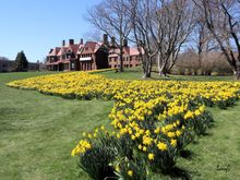 Daffodils on the Cliff Walk, Newport, RI