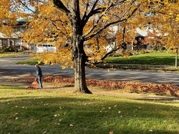 20211109 Raking Leaves