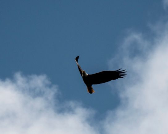 Bald Eagle at Conawingo Dam.