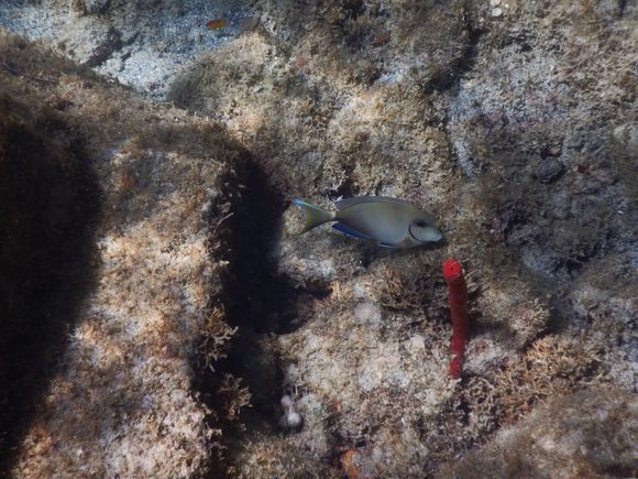 Another fish