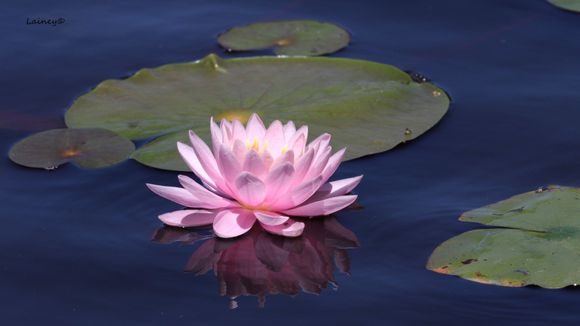 Pretty in pink. I don't usually center the subject but when cropping, this looked best.