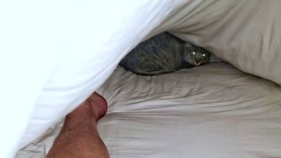 Leo is tramatized.  He needs to decompress for a good week back in Loveland.  Planes and long car drives in March have made him hide under the hotel bed covers.  I'm a bad cat mom.