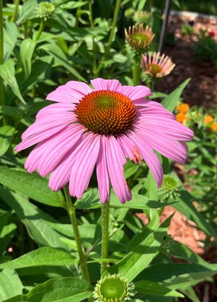 Cone flower