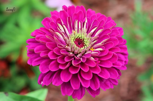 Tall zinnia