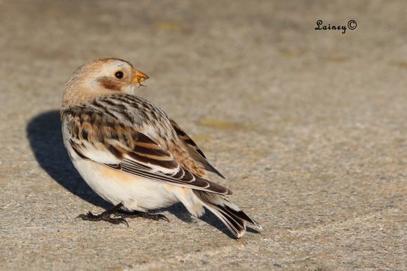 Snow bunting