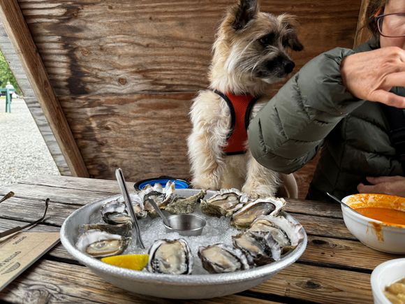We always try to find pet friendly spots.  