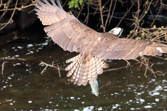 Headed to a tree to eat the fish.
