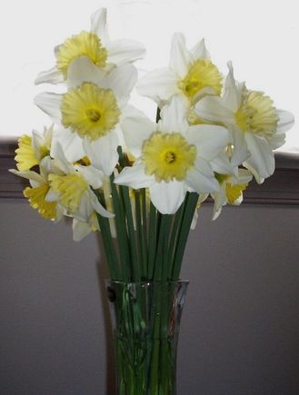 daffodil.jpg