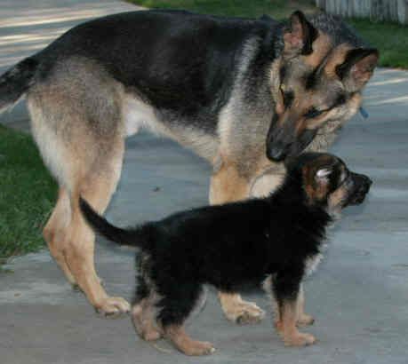 040609 pup-Vector.jpg