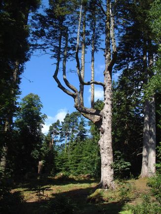 Arran II - The Tree