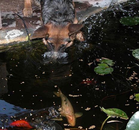 Rogue blowing bubbles on 9-16-04