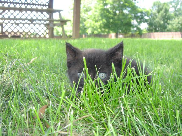 Blk Kitten Stealth.JPG