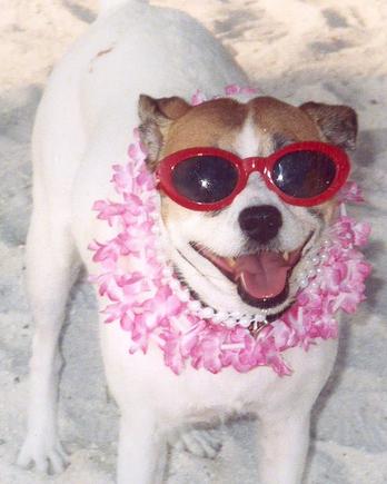 FantasyfestDog