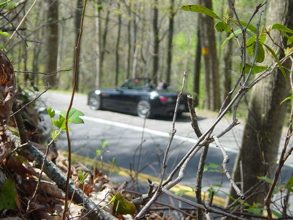 Through sticks small.jpg