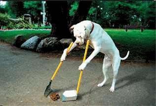 Theperfectdog.jpg