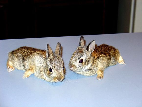 Bunnies-3.jpg