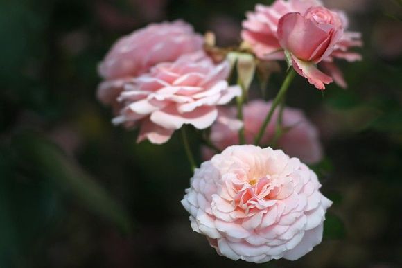 pink_roses_01.jpg