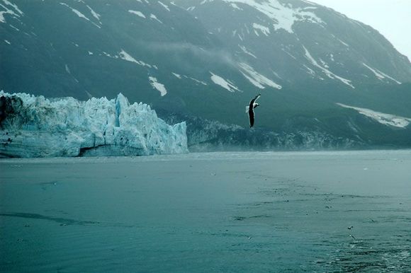 margerie_glacier_and_gulls2.jpg