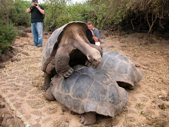 Galapagos Porn.jpg