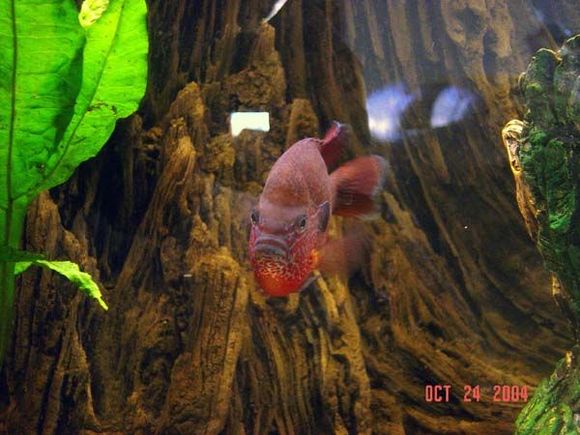 Longear sunfish