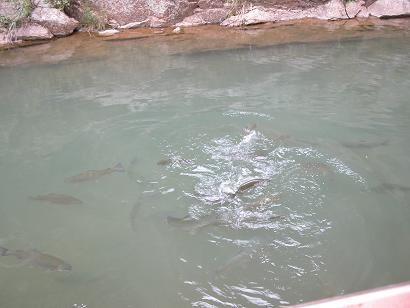 7-20-05, CO trout at 7 Falls